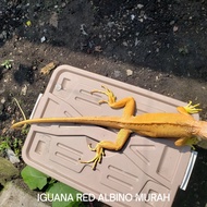 IGUANA RED ALBINO JANTAN 110CM MURAH