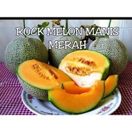 Benih Buah Rock Melon Merah Manis Madu F1 Hybrid