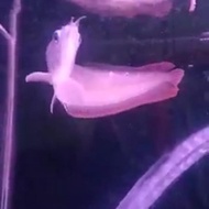 silver red arwana 30cm