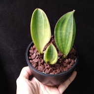 三頭)寶鏡錦 虎尾蘭 寶扇錦 Sansevieria  Whale Fin Masoniana Variegated Snake plant 易種/耐陰  生長緩慢 多肉植物 連花盆 小型盆栽 Pot