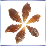 💅 6Pcs Agate Snail Conch Specimen Kit Light Brown Ancient for Educational Geology Science Teaching