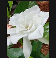 Rosal Double Petals I Mabango ang Bulaklak I Rosal Gardenia I Live Plant I Fully Rooted