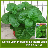 ปลูกง่าย ปลูกได้ทั่วไทย เมล็ดสด 100% เมล็ดพันธุ์ โหระพา บรรจุ 150 เมล็ด Large Leaf Malabar Spinach Seeds เมล็ดพันธุ์ผัก เมล็ดแมงลัก ผักสวนครัว ต้นไม้มงคล ผักออแกนิค เมล็ดบอนสี บอนไซ พันธุ์ผัก เมล็ดผัก เมล็ดพันธุ์พืช Vegetable Seeds for Planting Plants