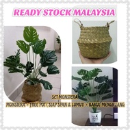 pokok hiasan meja/monstera/set monstera /pokok viral/ pokok free pot/ monstera+free pot + bakul meng