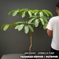 Spesial Tanaman Hias Indoor Walisongo Ukuran Besar