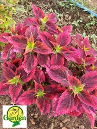 Mayana Coleus Alabama Pink Sunset (Mother and Rare Mayana) with FREE plastic pot, and garden soil (Outdoor Plant, Real Plant, Live Plant and Limited Stock)