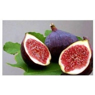 pokok tin  hybrid/pokok tin cepat berbuah