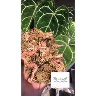 Mix Moss ( 7A Chilean sphagnum moss + Completely natural forest moss)