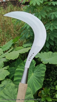 sabit rumput ranting alat kebun madura asli baja per murni