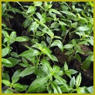 ◺ ✯ ﹍ serpentina seeds for planting ( 25seeds)