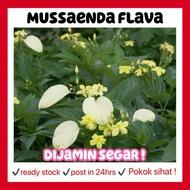 RINA • mussaenda flava • pseudomussaenda yellow dwarf kuning bunga Lutea luteola flower live plant p