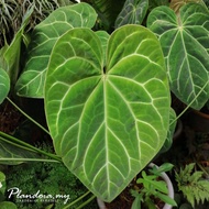 Anthurium Magnificum X Crystallinum (Live Plant)