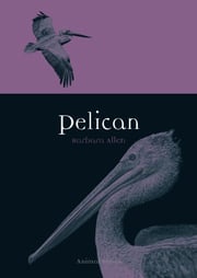 Pelican Barbara Allen