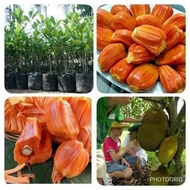 Bibit Nangka Madu Nangka Merah Nangka Mini Madu Pohon Nangka Okulasi Tanaman Buah Tbk