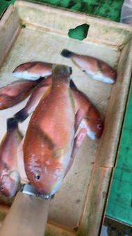 澎湖新鮮魚貨