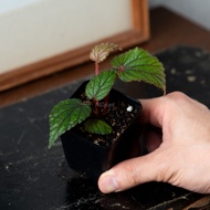 Begonia Abdullahpieei [RARE Plant]