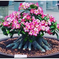 (*.*) (murah)bibit adenium bonggol besar bahan untuk bonsai- kemboja
