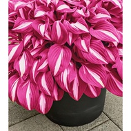 Benih Baru Begonia Ring Pink Seed Premium Hosta Seed - 5 Seed