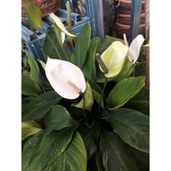 peace lily bunga putih