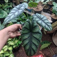 Alocasia Green Dragon Scale-Tanamanhias Alocasia Dragon Scale-Alocasia