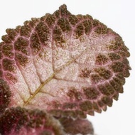 喜蔭花'巧克力士兵' 丨室內植栽丨辦公室植栽丨療癒小物丨送禮丨