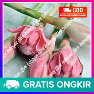 Bunga kecombrang segar Bunga kecombrang untuk memasak Bunga kecombrang super segar 250 gram