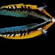 ikan channa maru oren riau 7cm grade a