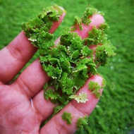 Mosquito fern/Azolla (Aquatic plant)