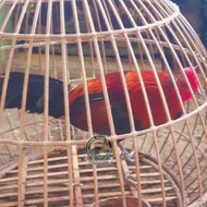 jual ayam hutan merah - jual kasintu - ayam hutan merah jawa