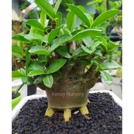 BIBIT ADENIUM SKIN HITAM | ARABICUM BLACK | BLACK SKIN | SEEDLING