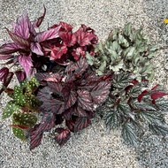 🔥INDOOR🔥 BEGONIA REX / Pokok Asam Batu / Painted Leaf  Begonia / Begonia Rex Cultorum / 150mm pots /