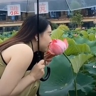 Water Lotus Flower Ornamental Plant Lotus Flower Plant.