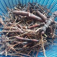 AZ Package 400 grams of Fresh Mimosa Root