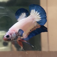 (Cupang / Betta Fish) Plakat Pink Flamingo