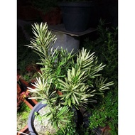 💥稀有品种💥(虎斑罗汉松)podocarpus