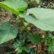 The leaf-eating guava tree