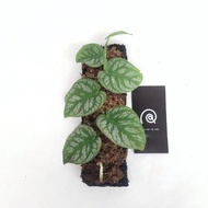 Monstera Dubia / Tanaman Hias / Indoor Plant