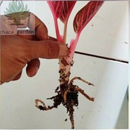 PROMO!!!! Bonggol Tanaman Aglonema Red Sumatra - Bonggol Red Sumatra |