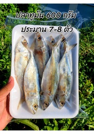 ปลาทูหอม/ปลาทูมัน (ใหญ่) 🐟 ปลาทูหอม-มัน เค็ม มัน ไซส์ใหญ่ 7-8ตัว ครึ่งโล แช่ฟรีสตู้เย็นเก็บได้นานแรมปีนะคะ👍🏻 มีติดตู้ไว้อุ่นใจมากค่ะ