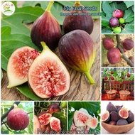 【Local Growing】 High Quality Rare Fig Seeds for Sale - 100pcs Seeds for Planting Fruits Potted Fig T