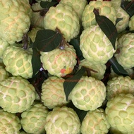 Fake fruit, 15 custard apple, model fruit, fake fruit - home decoration