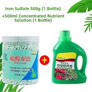Sulfuric Acid Iron Flower Fertilizer Acidic-loving Plant Food for Potted Roses And Magnolias Prevent