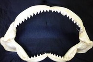 [公牛鯊嘴牙] 18英吋寬 公牛鯊魚嘴..專家製作雪白無魚腥味!..是標本也是掛飾.!.#3.18105 