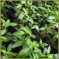 ◶ ◸ ☌ serpentina seeds for planting ( 25seeds)