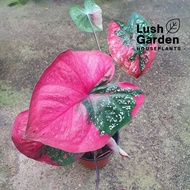 Caladium Red Beret / Keladi Cat Tumpah 彩叶芋 Pot Live Plant Pokok Hiasan [Lush Garden]