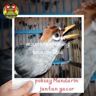 burung poksay Mandarin jantan gacor special