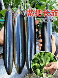 現貨  特價 小欣種業早熟紫把長茄苗秧苗高產紫黑茄子苗嫁接茄孑苗四季種春秋蔬菜幼苗