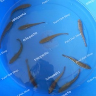 Bibit ikan gabus toman ukuran 12-13 cm murah berkualitas