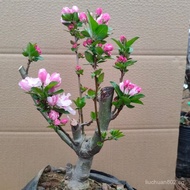 clearance sale Xifu Begonia Old Beijing Xifu Pink Potted Plant Indoor Balcony Living Room Outdoor Po