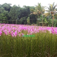 anggrek vanda doglas ada spike / bahan bunga